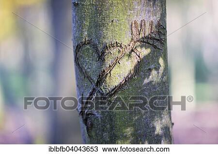 "Heart carved into a tree, declaration of love, Grunewald forest, Berlin, Germany, Europe" View Large Photo Image Stock Image - "Heart carved into a tree, declaration of love, Grunewald forest, Berlin, Germany, Europe". Fotosearch