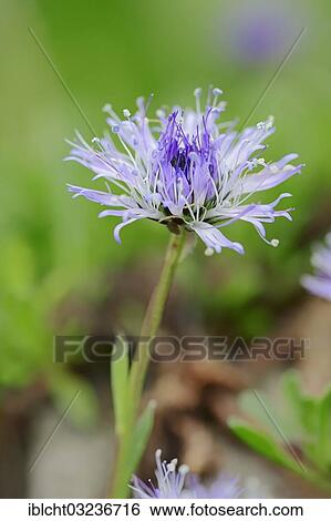 "Heart-leaved globe daisy (Globularia cordifolia), flower, North Rhine-Westphalia, Germany, Europe" View Large Photo Image Stock Photograph - "Heart-leaved globe daisy (Globularia cordifolia), flower, North Rhine-Westphalia, Germany, Europe". Fotosearch