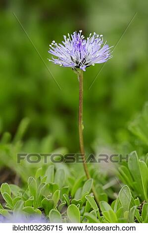 Stock Photography - "Heart-leaved globe daisy (Globularia cordifolia), flower, North Rhine-Westphalia, Germany, Europe". Fotosearch