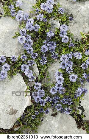 Stock Image - "Heartleaf Globularia (Globularia cordifolia), Rosskogel, Rofan mountain range, Tyrol, Austria, Europe". Fotosearch