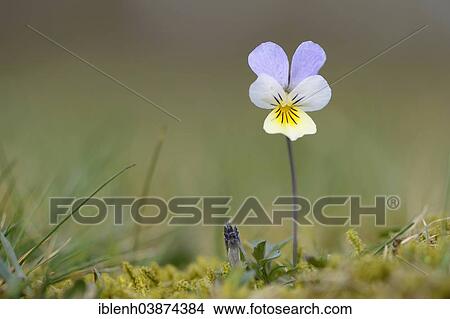 "Heartsease or Wild Pansy (Viola tricolor), Emsland region, Lower Saxony, Germany, Europe" View Large Photo Image Picture - "Heartsease or Wild Pansy (Viola tricolor), Emsland region, Lower Saxony, Germany, Europe". Fotosearch
