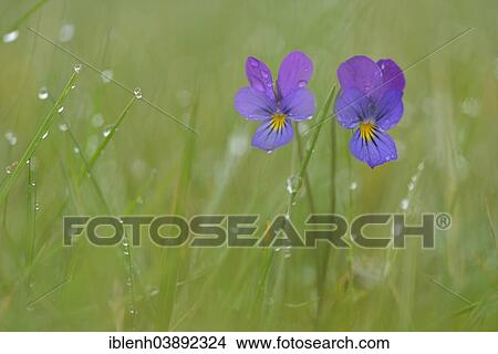 "Heartsease or Wild Pansy (Viola tricolor), Emsland, Lower Saxony, Germany, Europe" View Large Photo Image Picture - "Heartsease or Wild Pansy (Viola tricolor), Emsland, Lower Saxony, Germany, Europe". Fotosearch