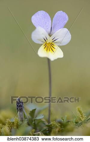 "Heartsease or Wild Pansy (Viola tricolor), Emsland region, Lower Saxony, Germany, Europe" View Large Photo Image Stock Image - "Heartsease or Wild Pansy (Viola tricolor), Emsland region, Lower Saxony, Germany, Europe". Fotosearch