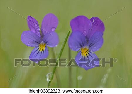 Stock Image - "Heartsease or Wild Pansy (Viola tricolor), Emsland, Lower Saxony, Germany, Europe". Fotosearch