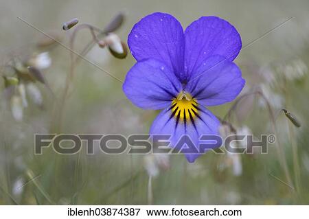 Stock Photo - "Heartsease or Wild Pansy (Viola tricolor), Emsland region, Lower Saxony, Germany, Europe". Fotosearch