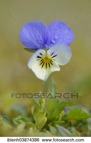 "Heartsease or Wild Pansy (Viola tricolor), Emsland region, Lower Saxony, Germany, Europe" View Large Photo Image Stock Photograph - "Heartsease or Wild Pansy (Viola tricolor), Emsland region, Lower Saxony, Germany, Europe". Fotosearch