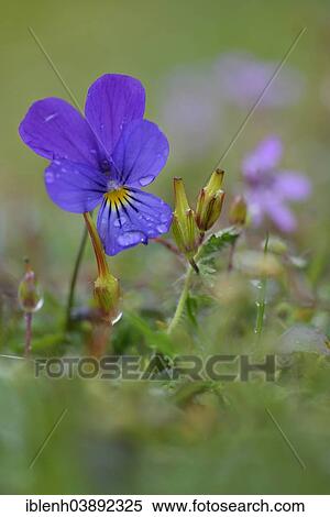 "Heartsease or Wild Pansy (Viola tricolor), Emsland, Lower Saxony, Germany, Europe" View Large Photo Image Stock Photography - "Heartsease or Wild Pansy (Viola tricolor), Emsland, Lower Saxony, Germany, Europe". Fotosearch