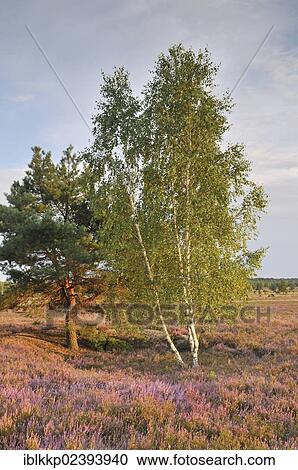 "Heath area on a former military training area, Lower Lusatian Heath Nature Park, Brandenburg, Germany, Europe" View Large Photo Image Stock Image - "Heath area on a former military training area, Lower Lusatian Heath Nature Park, Brandenburg, Germany, Europe". Fotosearch