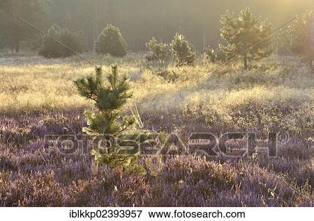 "Heath area on a former military training area, Lower Lusatian Heath Nature Park, Brandenburg, Germany, Europe" View Large Photo Image Stock Photo - "Heath area on a former military training area, Lower Lusatian Heath Nature Park, Brandenburg, Germany, Europe". Fotosearch