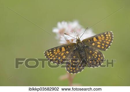 "Heath Fritillary (Melitaea athalia), Usti nad Labem Region, Czech Republic, Europe" View Large Photo Image Stock Image - "Heath Fritillary (Melitaea athalia), Usti nad Labem Region, Czech Republic, Europe". Fotosearch