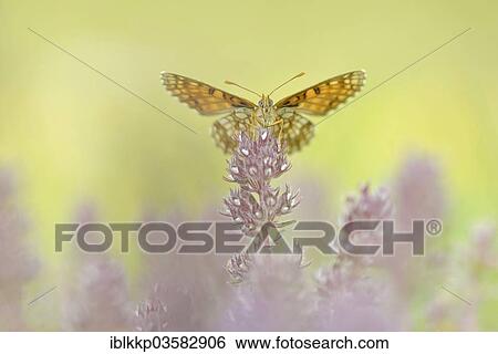 "Heath Fritillary (Melitaea athalia), Usti nad Labem Region, Czech Republic, Europe" View Large Photo Image Stock Photograph - "Heath Fritillary (Melitaea athalia), Usti nad Labem Region, Czech Republic, Europe". Fotosearch