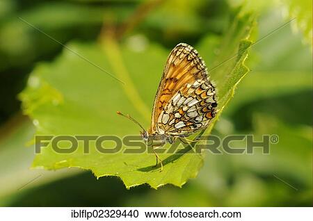 "Heath Fritillary (Mellicta athalia), adult, resting on leaf, Kent, England, United Kingdom, Europe" View Large Photo Image Stock Image - "Heath Fritillary (Mellicta athalia), adult, resting on leaf, Kent, England, United Kingdom, Europe". Fotosearch