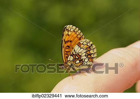 "Heath Fritillary (Mellicta athalia), adult, feeding on minerals from human finger, Kent, England, United Kingdom, Europe" View Large Photo Image Stock Image - "Heath Fritillary (Mellicta athalia), adult, feeding on minerals from human finger, Kent, England, United Kingdom, Europe". Fotosearch