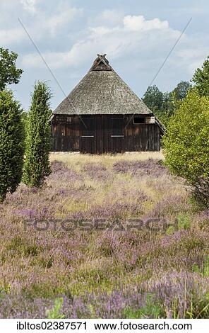 "Heath house in Totengrund, Wilseder Berg, Lueneburg Heath, Lower Saxony, Germany, Europe" View Large Photo Image Stock Image - "Heath house in Totengrund, Wilseder Berg, Lueneburg Heath, Lower Saxony, Germany, Europe". Fotosearch