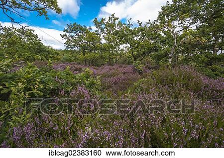"Heath landscape, Heather (Calluna vulgaris), West Jutland, Denmark, Europe" View Large Photo Image Stock Image - "Heath landscape, Heather (Calluna vulgaris), West Jutland, Denmark, Europe". Fotosearch