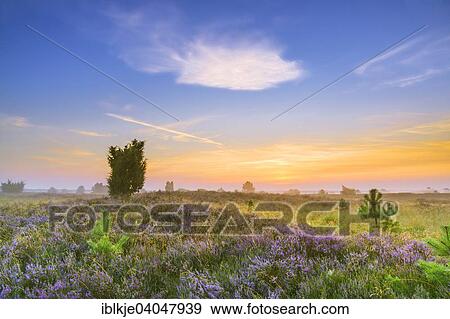 "Heath landscape, Luneburg Heath, near Undeloh, Lower Saxony, Germany, Europe" View Large Photo Image Stock Photo - "Heath landscape, Luneburg Heath, near Undeloh, Lower Saxony, Germany, Europe". Fotosearch