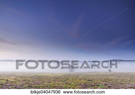 Stock Photograph - "Heath landscape, Luneburg Heath, near Undeloh, Lower Saxony, Germany, Europe". Fotosearch