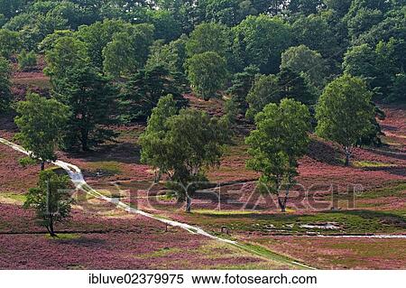 "Heath landscape with flowering Common Heather (Calluna vulgaris), pine and birch trees in Fischbek Heath Nature Reserve, Harburg district, Hamburg, Germany, Europe" View Large Photo Image Stock Photography - "Heath landscape with flowering Common Heather (Calluna vulgaris), pine and birch trees in Fischbek Heath Nature Reserve, Harburg district, Hamburg, Germany, Europe". Fotosearch