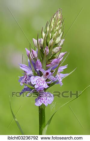 Stock Image - "Heath spotted orchid (Dactylorhiza maculata), North Rhine-Westphalia, Germany, Europe". Fotosearch