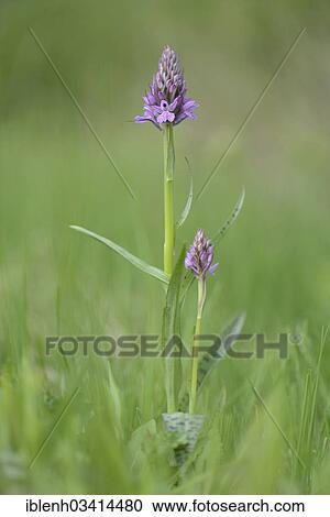 Stock Image - "Heath Spotted Orchid or Moorland Spotted Orchid (Dactylorhiza maculata), Haren, Emsland, Lower Saxony, Germany, Europe". Fotosearch