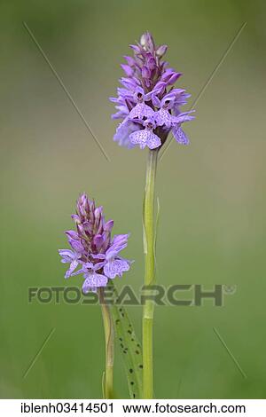 "Heath Spotted Orchid or Moorland Spotted Orchid, Haren, Emsland, Lower Saxony, Germany, Europe" View Large Photo Image Stock Image - "Heath Spotted Orchid or Moorland Spotted Orchid, Haren, Emsland, Lower Saxony, Germany, Europe". Fotosearch