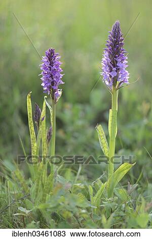 "Heath Spotted Orchid or Moorland Spotted Orchid (Dactylorhiza maculata), Meppen, Emsland, Lower Saxony, Germany, Europe" View Large Photo Image Stock Image - "Heath Spotted Orchid or Moorland Spotted Orchid (Dactylorhiza maculata), Meppen, Emsland, Lower Saxony, Germany, Europe". Fotosearch