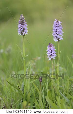 Stock Image - "Heath Spotted Orchid or Moorland Spotted Orchid (Dactylorhiza maculata), Meppen, Emsland, Lower Saxony, Germany, Europe". Fotosearch