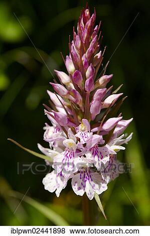 "Heath Spotted Orchid or Moorland Spotted Orchid (Dactylorhiza maculata), Grindelwald, Switzerland, Europe" View Large Photo Image Stock Photo - "Heath Spotted Orchid or Moorland Spotted Orchid (Dactylorhiza maculata), Grindelwald, Switzerland, Europe". Fotosearch