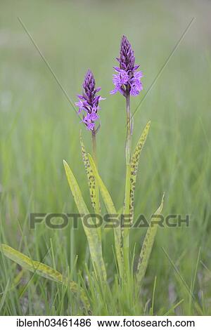 "Heath Spotted Orchid or Moorland Spotted Orchid (Dactylorhiza maculata), Meppen, Emsland, Lower Saxony, Germany, Europe" View Large Photo Image Stock Photograph - "Heath Spotted Orchid or Moorland Spotted Orchid (Dactylorhiza maculata), Meppen, Emsland, Lower Saxony, Germany, Europe". Fotosearch