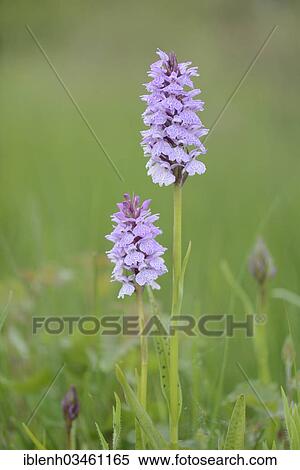 "Heath Spotted Orchid or Moorland Spotted Orchid (Dactylorhiza maculata), Meppen, Emsland, Lower Saxony, Germany, Europe" View Large Photo Image Stock Photography - "Heath Spotted Orchid or Moorland Spotted Orchid (Dactylorhiza maculata), Meppen, Emsland, Lower Saxony, Germany, Europe". Fotosearch