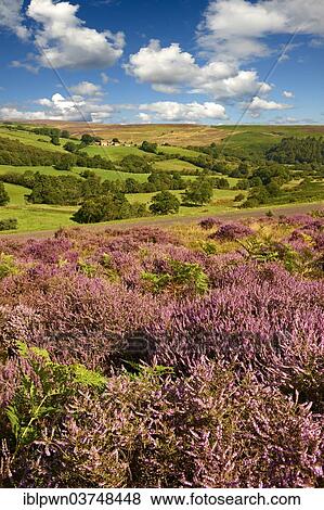 "Heather blooming on the Eskdale moor, near Castleton, North York Moors National Park, North Yorkshire, England, United Kingdom, Europe" View Large Photo Image Stock Photo - "Heather blooming on the Eskdale moor, near Castleton, North York Moors National Park, North Yorkshire, England, United Kingdom, Europe". Fotosearch