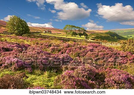 "Heather blooming on the Fryup Dale moor, North York Moors National Park, North Yorkshire, England, United Kingdom, Europe" View Large Photo Image Picture - "Heather blooming on the Fryup Dale moor, North York Moors National Park, North Yorkshire, England, United Kingdom, Europe". Fotosearch