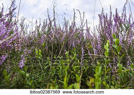 "Heather (Calluna vulgaris), Lueneburg Heath, Lower Saxony, Germany, Europe" View Large Photo Image Stock Photo - "Heather (Calluna vulgaris), Lueneburg Heath, Lower Saxony, Germany, Europe". Fotosearch
