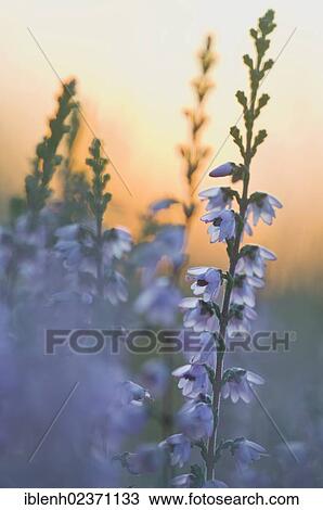 Stock Image - "Heather (Calluna vulgaris), Tinner Dose, Emsland, Lower Saxony, Germany, Europe". Fotosearch