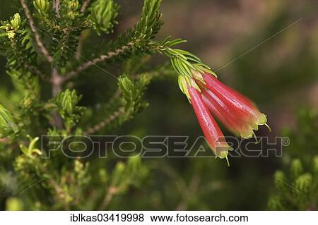 "Heather (Erica), flowering" View Large Photo Image Stock Photo - "Heather (Erica), flowering". Fotosearch