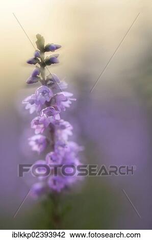 "Heather (Erica), Lower Lusatian Heath Nature Park, Brandenburg, Germany, Europe" View Large Photo Image Stock Image - "Heather (Erica), Lower Lusatian Heath Nature Park, Brandenburg, Germany, Europe". Fotosearch