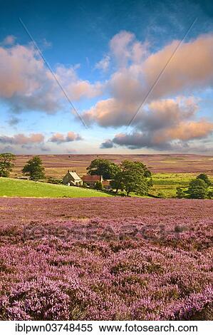 "Heather flowering near Danby, North York Moors National Park, North Yorkshire, England, United Kingdom, Europe" View Large Photo Image Stock Photography - "Heather flowering near Danby, North York Moors National Park, North Yorkshire, England, United Kingdom, Europe". Fotosearch