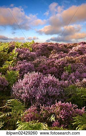 "Heather flowering, North Yorks National Park, North Yorkshire, England, United Kingdom, Europe" View Large Photo Image Stock Image - "Heather flowering, North Yorks National Park, North Yorkshire, England, United Kingdom, Europe". Fotosearch