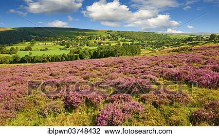 "Heather flowering on the Eskdale moor, Castleton, Eskdale, North York Moors National Park, North Yorkshire, England, United Kingdom, Europe" View Large Photo Image Stock Image - "Heather flowering on the Eskdale moor, Castleton, Eskdale, North York Moors National Park, North Yorkshire, England, United Kingdom, Europe". Fotosearch
