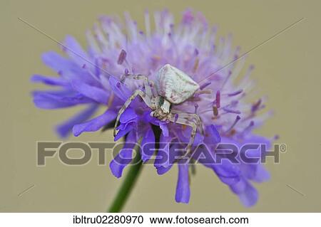 "Heather Spider (Thomisus onustus) on purple flower, Burgenland, Austria, Europe" View Large Photo Image Stock Image - "Heather Spider (Thomisus onustus) on purple flower, Burgenland, Austria, Europe". Fotosearch