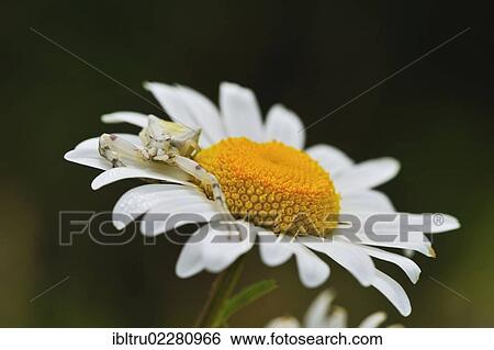"Heather Spider (Thomisus onustus), on Oxeye Daisy (Leucanthemum vulgare), Burgenland, Austria, Europe" View Large Photo Image Stock Photograph - "Heather Spider (Thomisus onustus), on Oxeye Daisy (Leucanthemum vulgare), Burgenland, Austria, Europe". Fotosearch