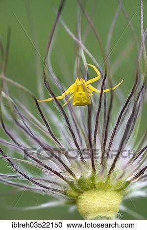 Stock Image - "Heather Spider (Thomisus onustus), Perchtoldsdorfer Heide, Perchtoldsdorf, Lower Austria, Austria, Europe". Fotosearch