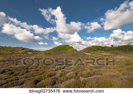 "Heathland with typical sea clouds, Kaergard Klitplantage, Henne Strand, Jutland, Denmark, Europe" View Large Photo Image Stock Photograph - "Heathland with typical sea clouds, Kaergard Klitplantage, Henne Strand, Jutland, Denmark, Europe". Fotosearch