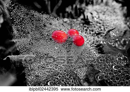 Heavy dew on spider webs View Large Photo Image Stock Photography - Heavy dew on spider webs. Fotosearch
