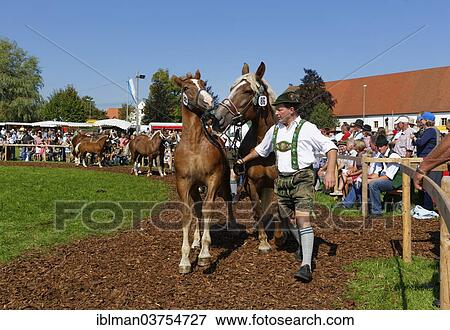 "Heavy horse foal market, Rottenbuch, Pfaffenwinkel region, Upper Bavaria, Bavaria, Germany, Europe" View Large Photo Image Stock Photo - "Heavy horse foal market, Rottenbuch, Pfaffenwinkel region, Upper Bavaria, Bavaria, Germany, Europe". Fotosearch
