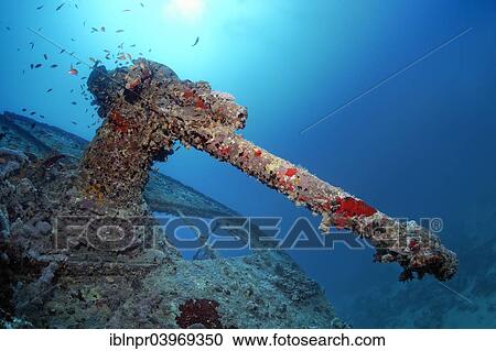 "Heavy machine gun, shipwreck of the SS Thistlegorm, Red Sea, Shaab Ali, Sinai Peninsula, Egypt, Africa" View Large Photo Image Stock Image - "Heavy machine gun, shipwreck of the SS Thistlegorm, Red Sea, Shaab Ali, Sinai Peninsula, Egypt, Africa". Fotosearch