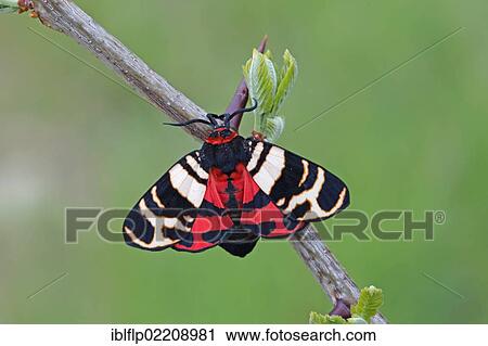 Stock Image - "Hebe Tiger Moth (Arctia festiva), adult, resting on twig, Dobrogea, Romania, Europe". Fotosearch