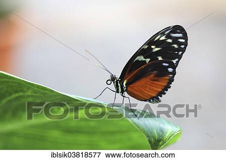 "Hecale Longwing (Heliconius hecale zuleika) on a leaf, butterfly house, Mainau, Baden-Wurttemberg, Germany, Europe" View Large Photo Image Stock Photo - "Hecale Longwing (Heliconius hecale zuleika) on a leaf, butterfly house, Mainau, Baden-Wurttemberg, Germany, Europe". Fotosearch