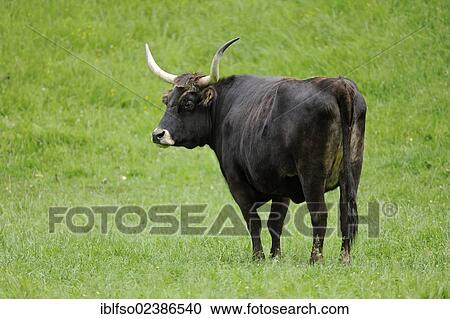 "Heck cattle, attempt to breed back to the extinct aurochs or Ur (Bos primigenius), Bavaria, Germany, Europe" View Large Photo Image Stock Image - "Heck cattle, attempt to breed back to the extinct aurochs or Ur (Bos primigenius), Bavaria, Germany, Europe". Fotosearch