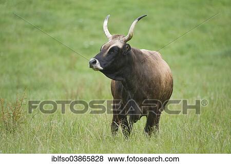 "Heck cattle, backbreed, Breeding back, Aurochs (Bos primigenius), captive, Bavaria, Germany, Europe" View Large Photo Image Stock Photo - "Heck cattle, backbreed, Breeding back, Aurochs (Bos primigenius), captive, Bavaria, Germany, Europe". Fotosearch